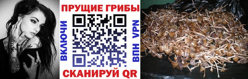 блэк спрут ТОР  Пыталово  Галлюциногенные грибы Psilocybe 